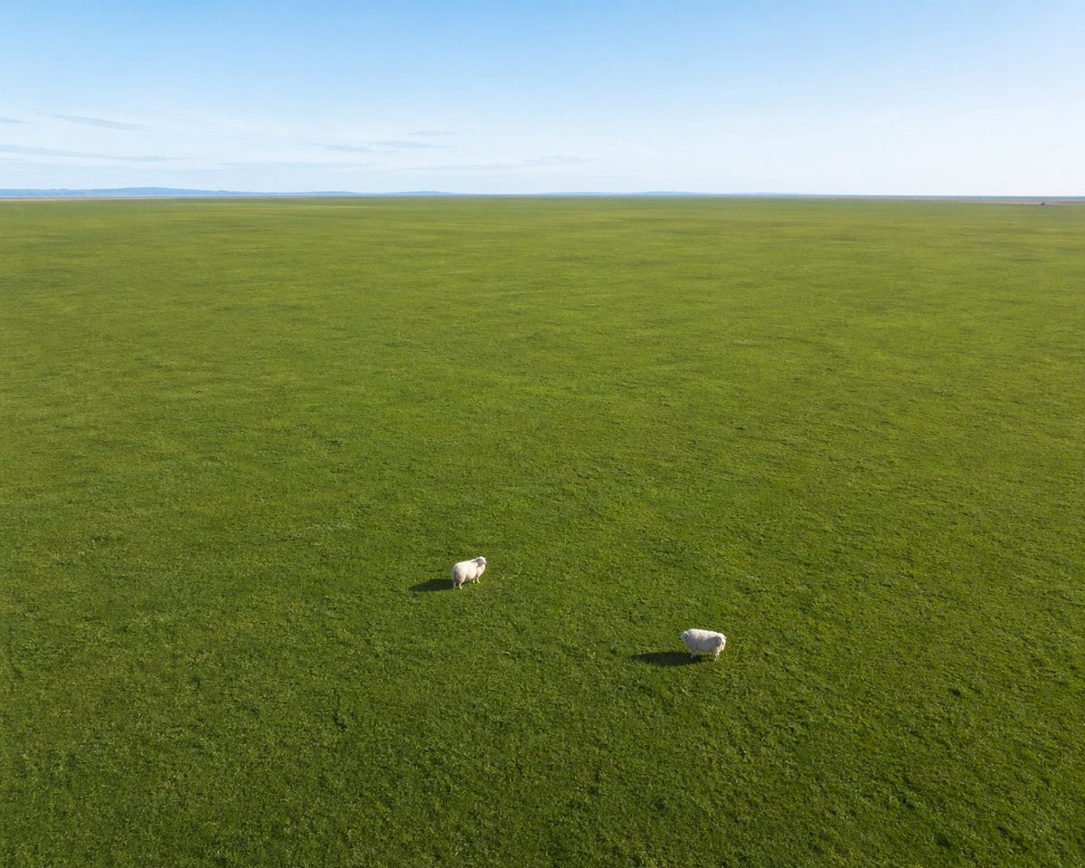 创意灵感 GPT Image 2 提示词：Aerial View of Vast Grassy Plain with Two Sheep
