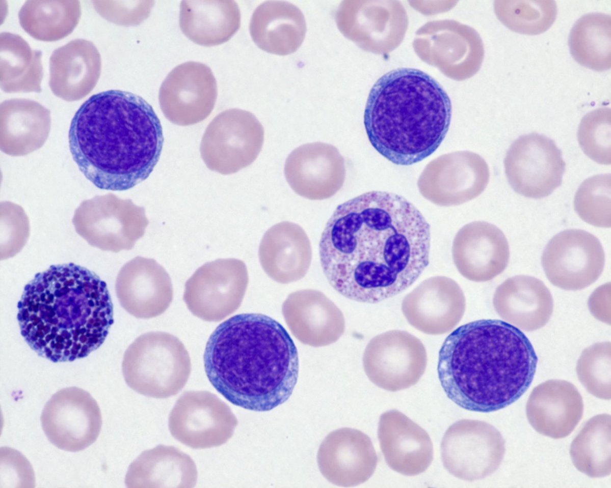 创意灵感 GPT Image 2 提示词：Biological Specimen Microscopy Prompt