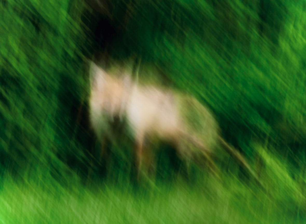 产品视觉 GPT Image 2 提示词：Blurred Deer in Green Forest