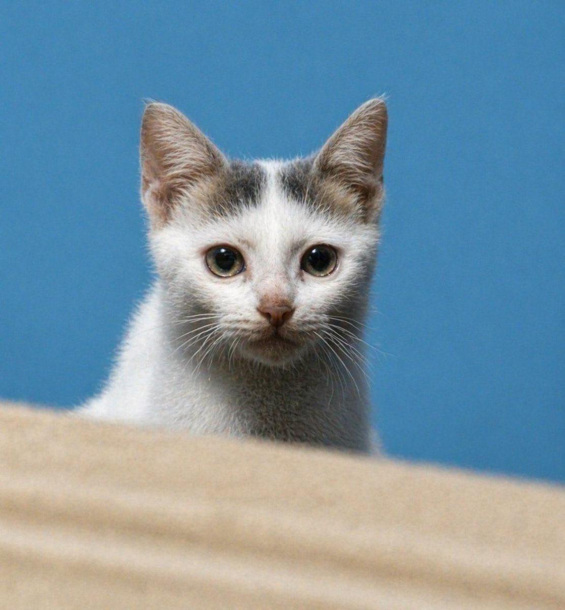 角色设定 GPT Image 2 提示词：Enhance Blurry Kitten Photo