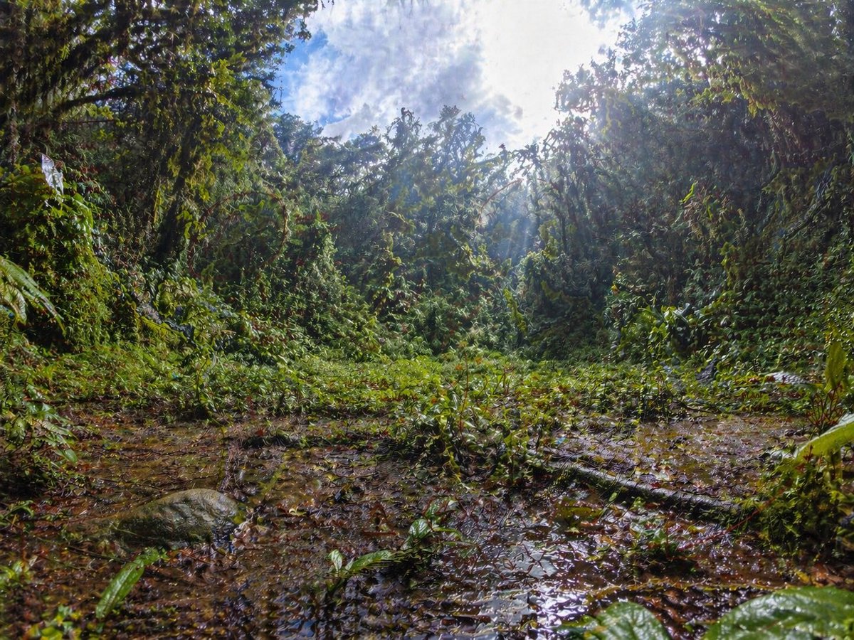 产品视觉 GPT Image 2 提示词：Rainforest Clearing with Speckle Artifacts